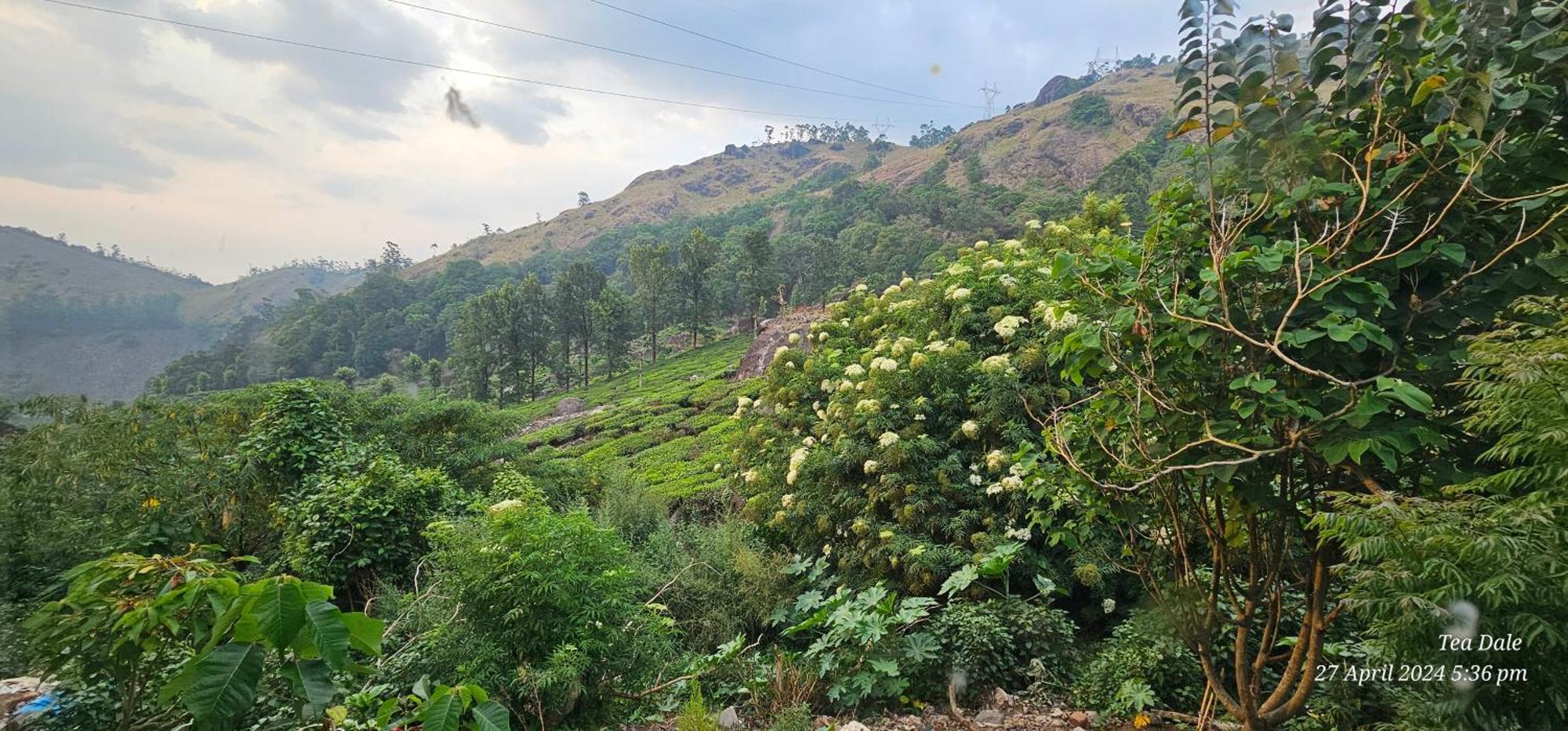 Tea Dale - All Rooms With Tea Estate View Munnar Exterior foto