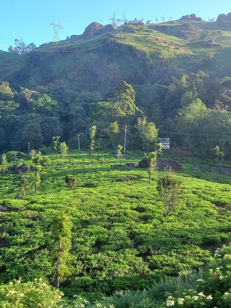 Tea Dale - All Rooms With Tea Estate View Munnar Habitación foto